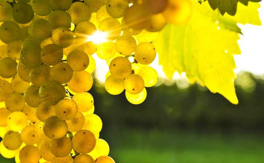 Az ősz csodája: a szőlő