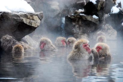 Varázslatos világ: itt még a majmok is termálfürdőznek