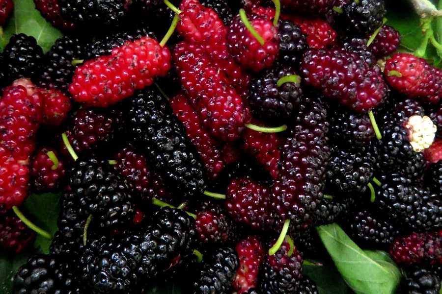 8 különleges gyümölcs, amiről még nem is hallottunk
