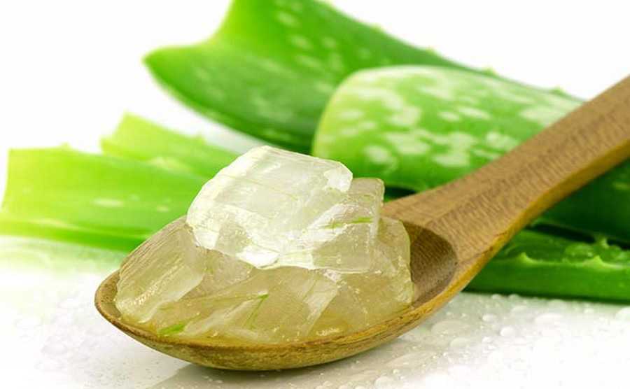 Aloe vera, áldásos gyógynövény nyáron is