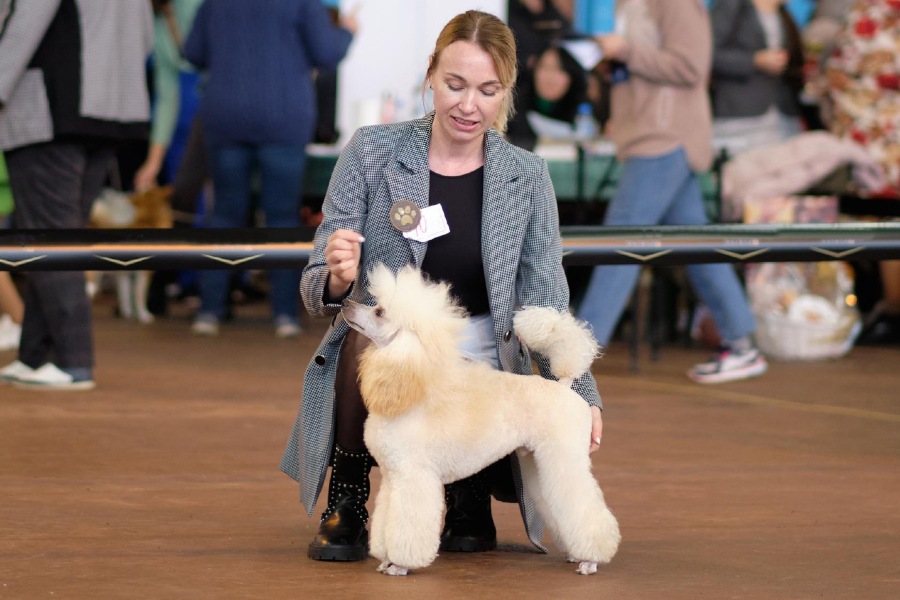 Európa Kutyakiállítás Budapesten Európa Kutyakiállítás Budapesten