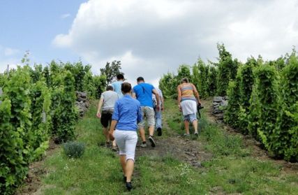 Őszi túraajánlatunk: Tokaj kapuja - Tarcal
