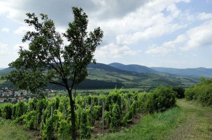 Őszi túraajánlatunk: Tokaj kapuja - Tarcal