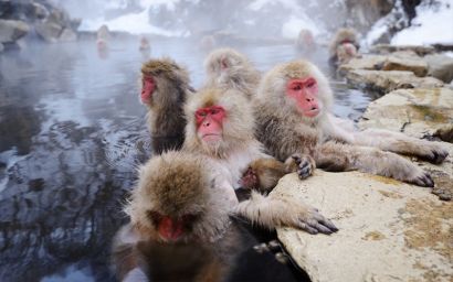 Látott már majmot a termálvízben? - képek