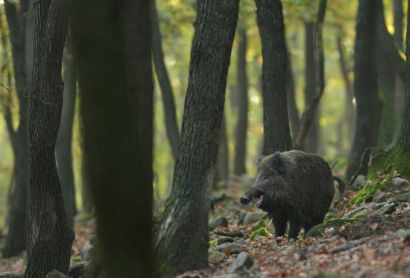 Öt csodás fotó - ilyen a pilisi erdő