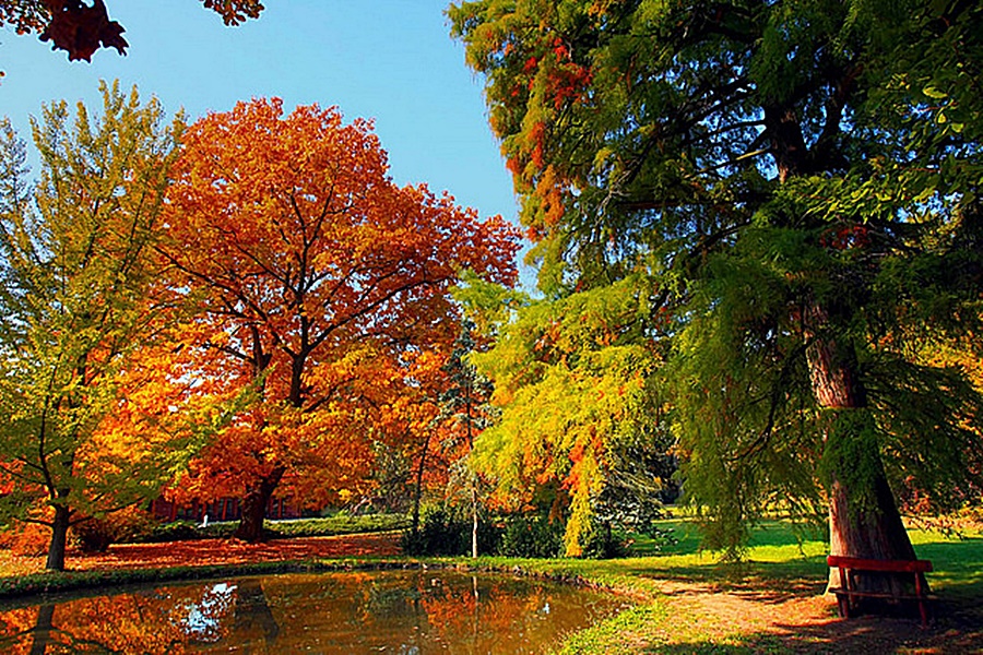 Arborétumok, ahol a legszebb az őszi levélhullás